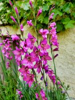 Gladiolus Byzantinus